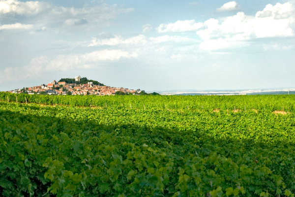 les vignes de Sancerre dans la Vallée de la Loire