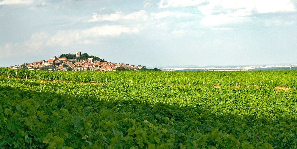 les vignes de Sancerre dans la Vallée de la Loire