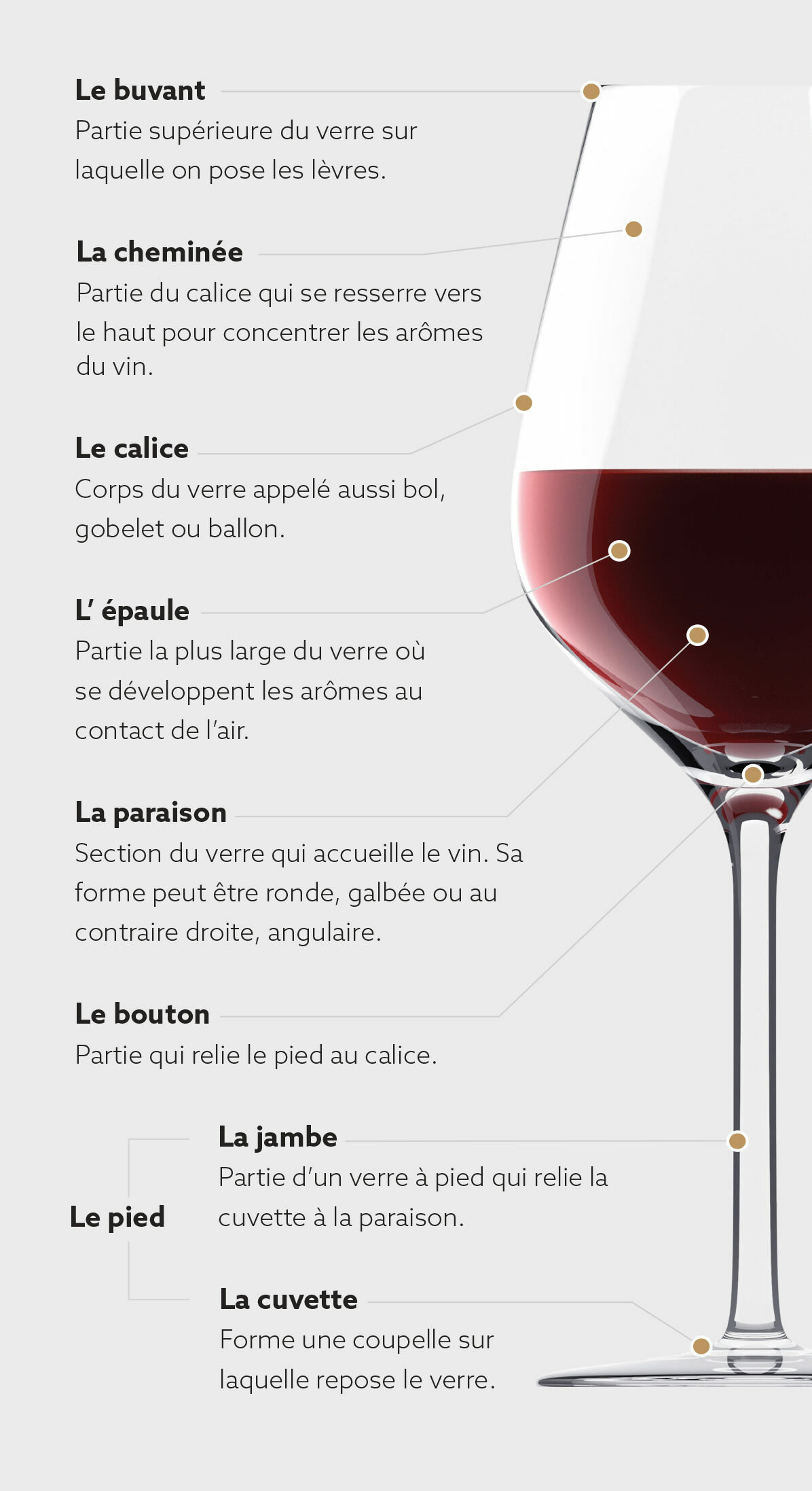 D Vine Le guide de la verrerie anatomie et parties du verre à vin