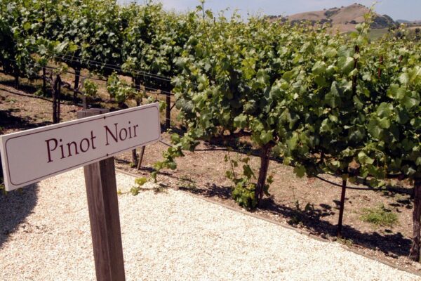 pinot noir