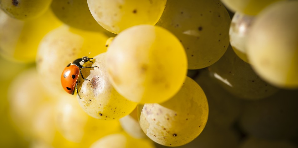 Chardonnay