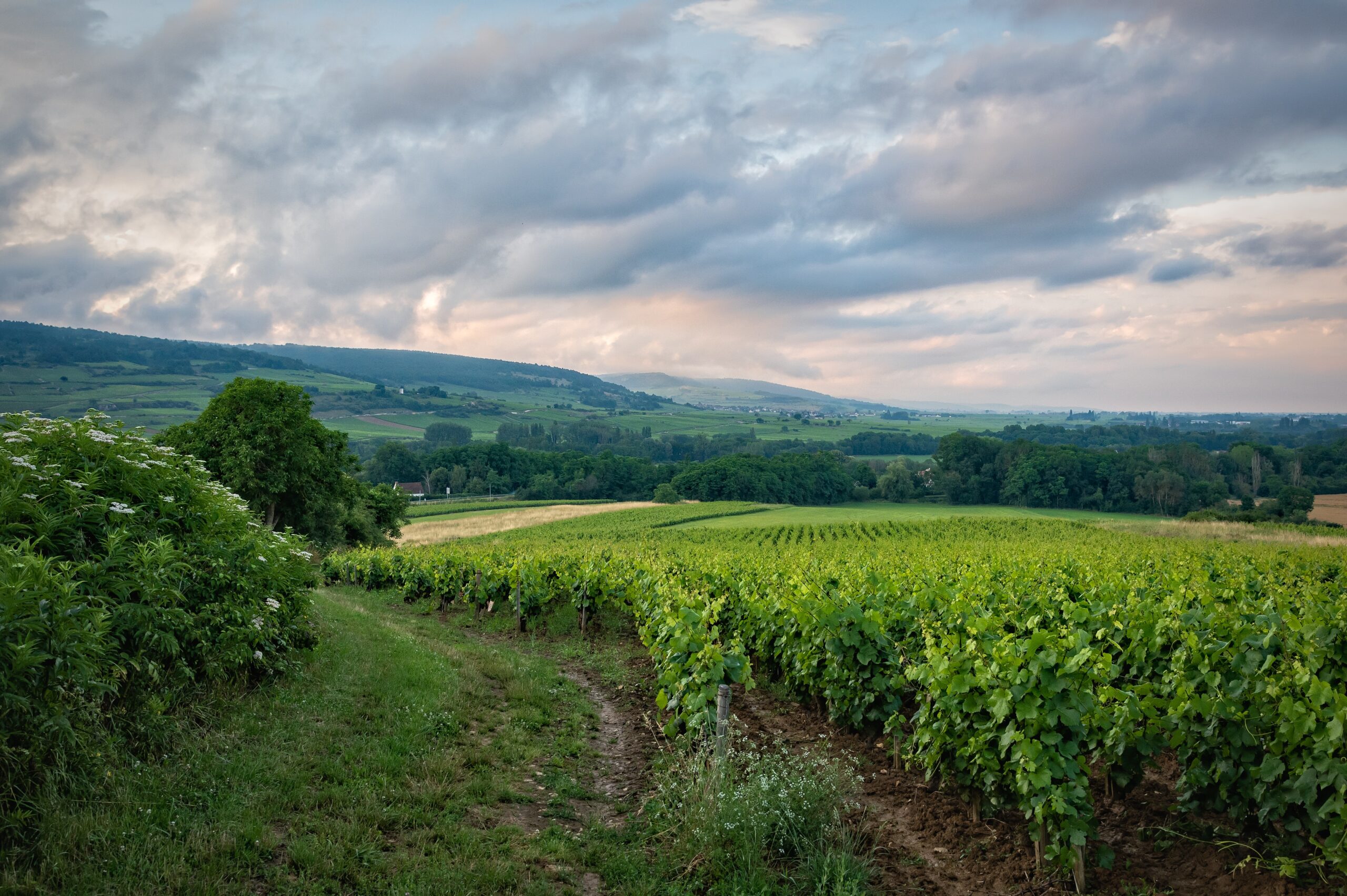 D-Vine - Vignoble de Bourgogne : cpages et hirarchie