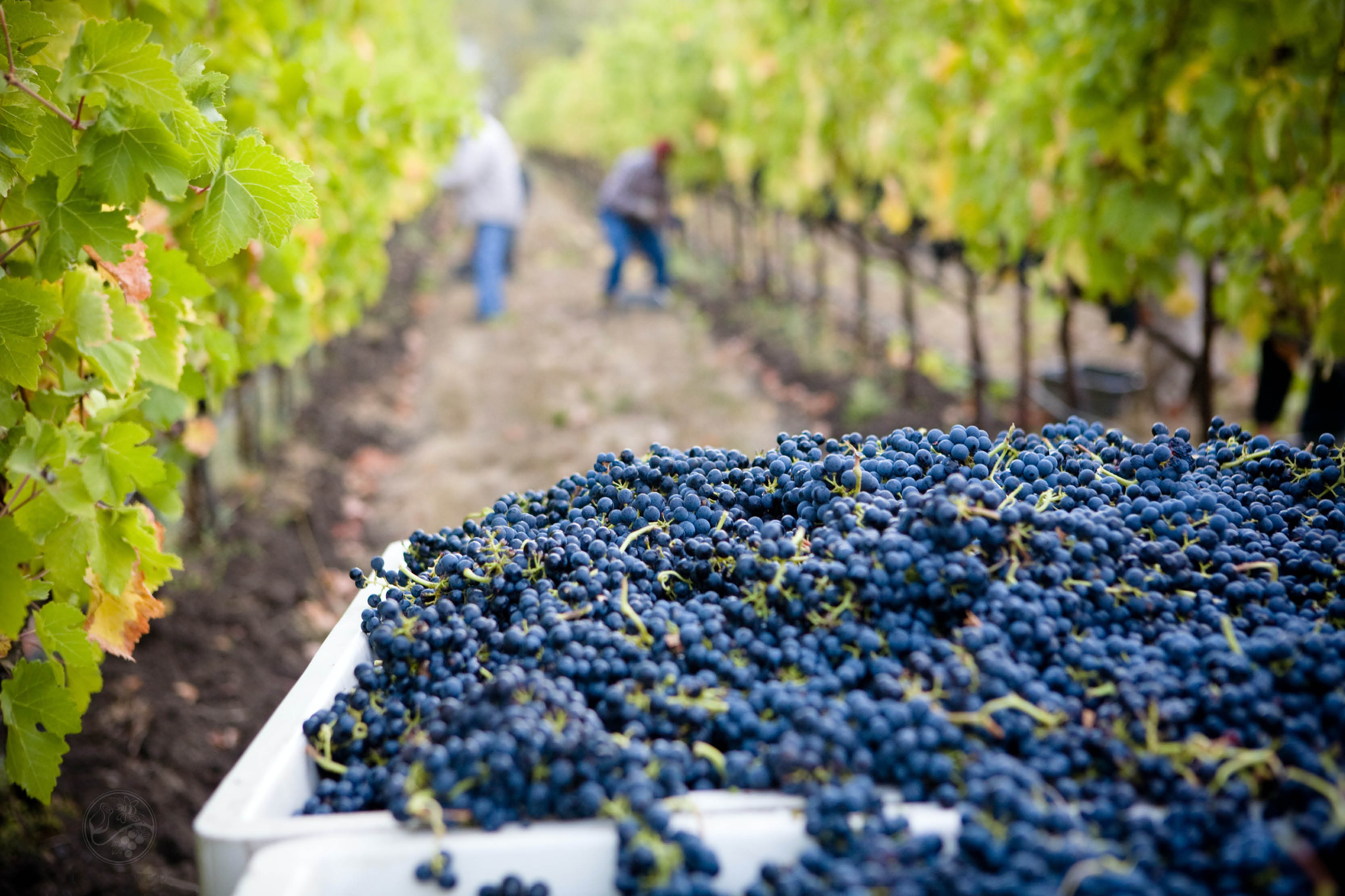 Vendanges manuelles