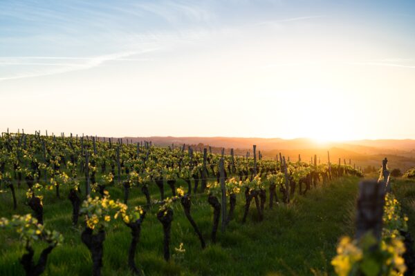 Vignes Claire Villars Lurton - podcast Les bruits de la vigne