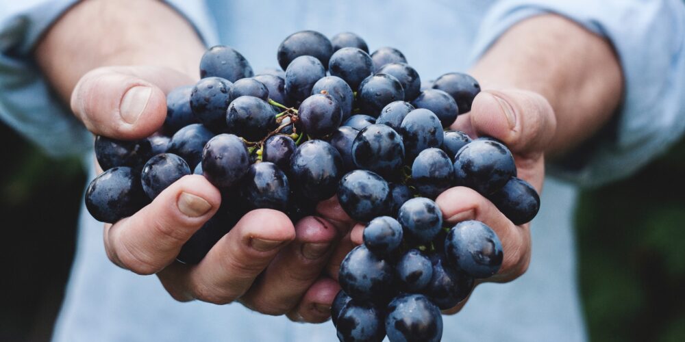 grappe de raisin provenant d'un cépage