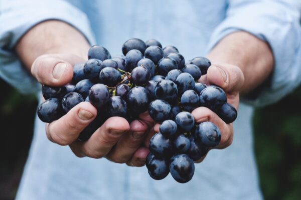 grappe de raisin provenant d'un cépage