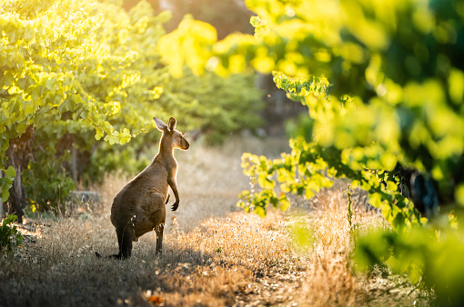 vignoble australien