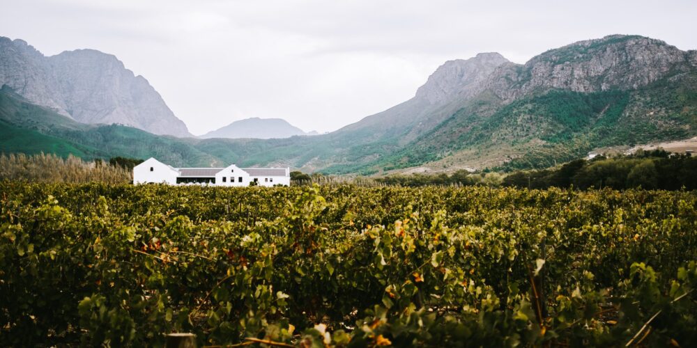 Vignoble Afrique du Sud