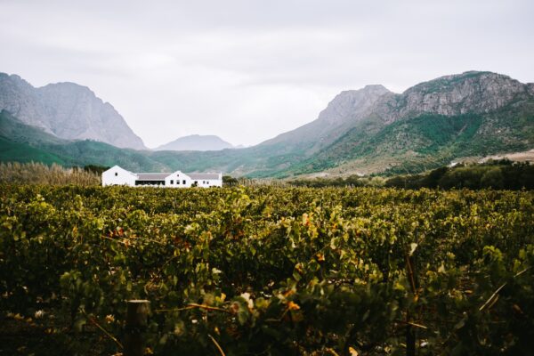 Vignoble Afrique du Sud