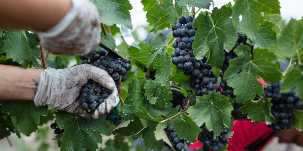 Un homme fait les vendanges et récolte le raisin manuellement