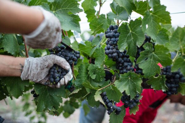 Un homme fait les vendanges et récolte le raisin manuellement